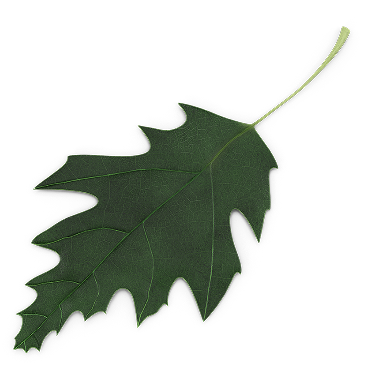 Eichenblatt